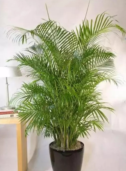 Areca Palm Indoor Plant