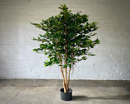 Ficus Tree