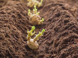 How to Plant potatoes