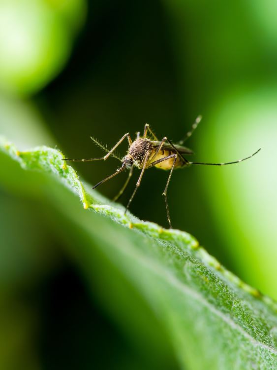 Natural Mosquito Repellent