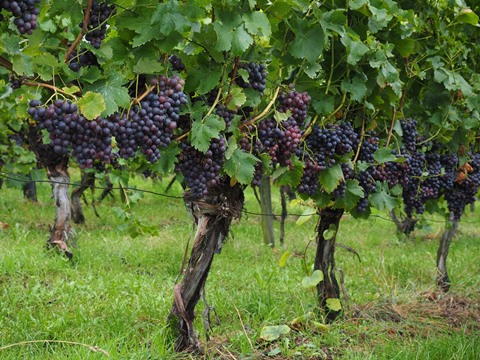 Grape Tree